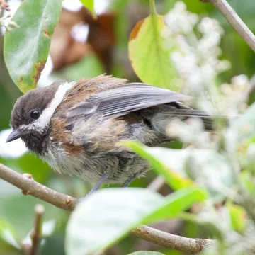 Wildlife Monitoring